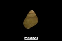 藏品(石田螺)的圖片